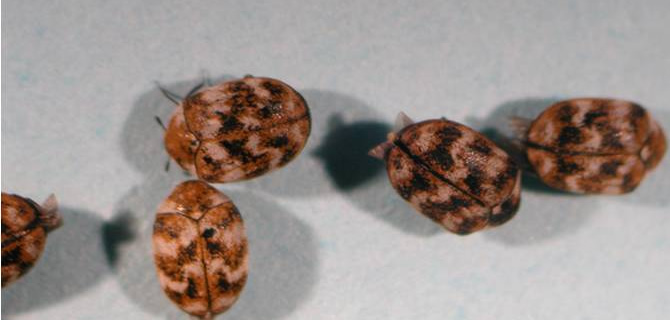 Carpet Beetle infestation Birmingham Pest Control Carpet Beetles Carpet Beetle infestation Birmingham Pest Control Carpet Beetles
