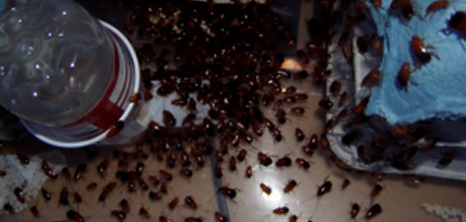 Cockroach infestation Birmingham Pest Control Cockroaches Cockroach infestation Birmingham Pest Control Cockroaches