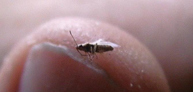 Cockroach infestation Birmingham Pest Control Cockroaches