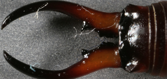 Earwig infestation Birmingham Pest Control Earwigs