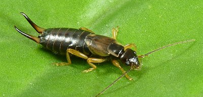 Insect infestation Birmingham Pest Control Insects