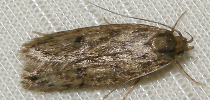 Moth infestation Birmingham Pest Control Moths