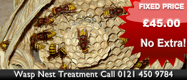 Wolverhampton Wasp Control, Wasp nest treatment or removal fixed price £45.00 covering Wolverhampton, Birmingham and The West Midlands. Contact us on 01922 610 932 / 0121 450 9784 for more info Wolverhampton Wasp Control, Wasp nest treatment or removal fixed price £45.00 covering Wolverhampton, Birmingham and The West Midlands. Contact us on 01922 610 932 / 0121 450 9784 for more info