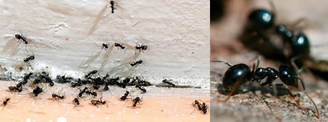 Birmingham Pest Control Service: professional pest control service for Ants Wolverhampton, Birmingham & The West Midlands, please contact us for more info.