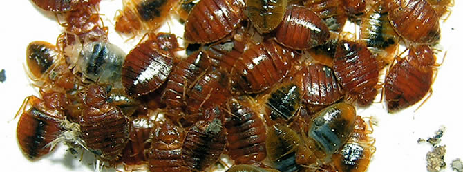 Birmingham Pest Control Service: professional pest control service for Bed Bugs Wolverhampton, Birmingham & The West Midlands, please contact us for more info.