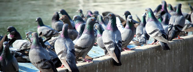 Birmingham Pest Control Service: professional pest control service for Birds Wolverhampton, Birmingham & The West Midlands, please contact us for more info.