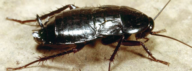 Birmingham Pest Control Service: professional pest control service for Cockroaches Wolverhampton, Birmingham & The West Midlands, please contact us for more info.