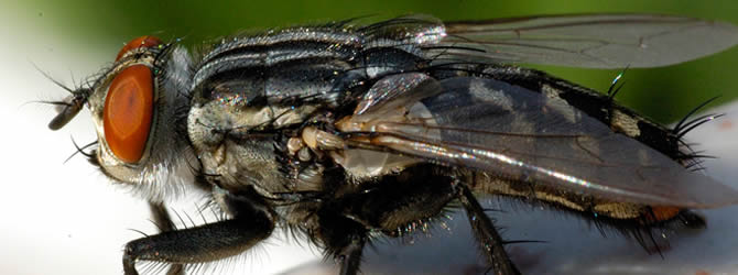 Birmingham Pest Control Service: professional pest control service for Flies Wolverhampton, Birmingham & The West Midlands, please contact us for more info.