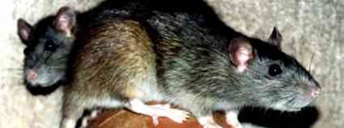 Birmingham Pest Control Service: professional pest control service for Rats Wolverhampton, Birmingham & The West Midlands, please contact us for more info.